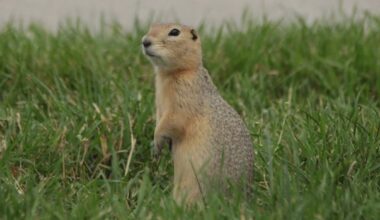 Sask. hunting organization offers to put gophers in the crosshairs for farmers
