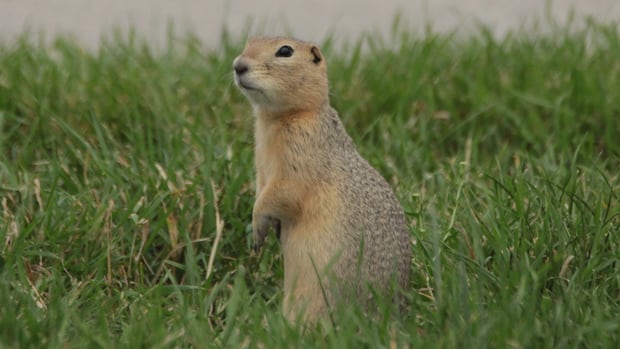 Sask. hunting organization offers to put gophers in the crosshairs for farmers