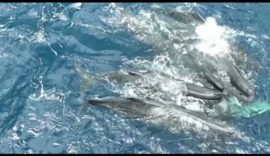 Rare sighting of whale giving birth in Caribbean, with a little help from her friends