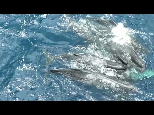 Rare sighting of whale giving birth in Caribbean, with a little help from her friends