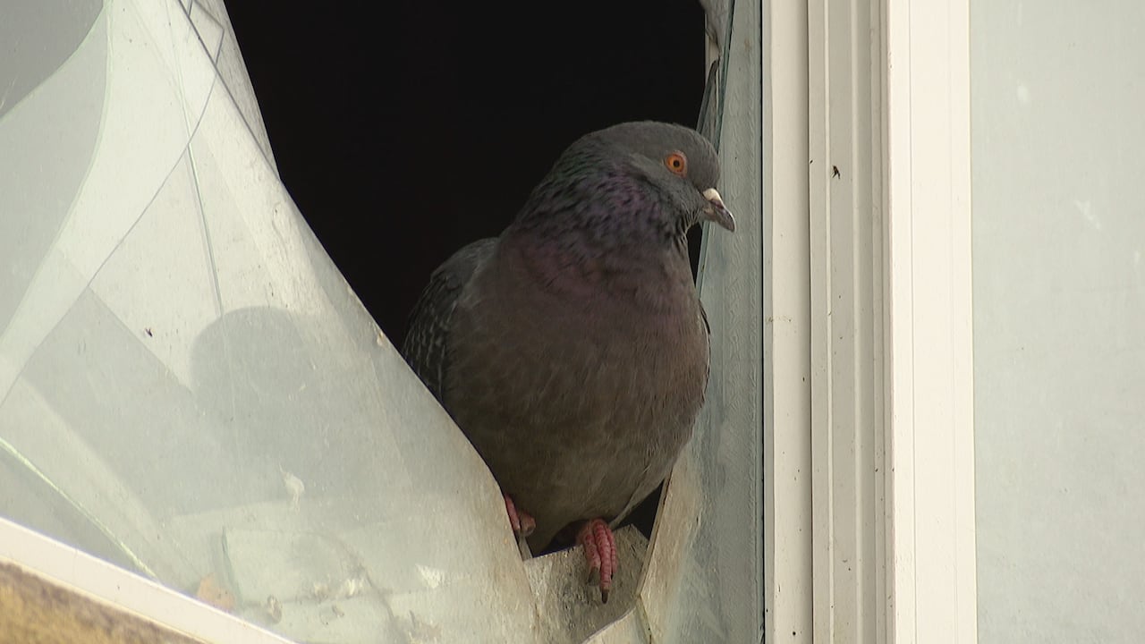 A pigeon sits on the windowsill 