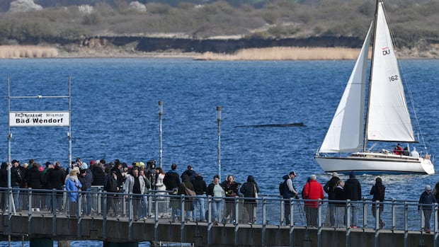 The humpback whale rescued last week in the shallow Baltic Sea? It's stuck again