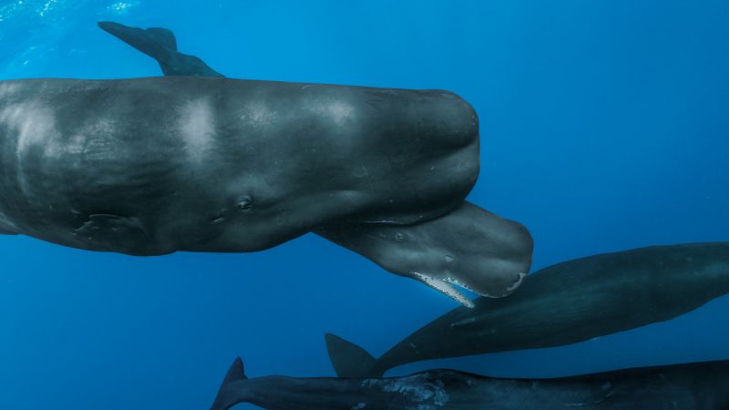 Scientists witness rare sperm whale birth