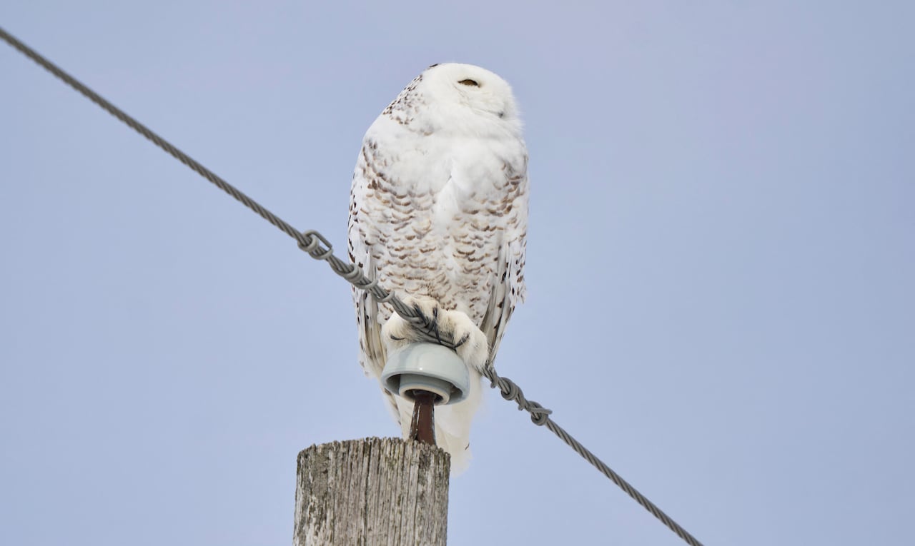 A snowy owl with white feathers and brown spots sits on a wire that bisects the image. 