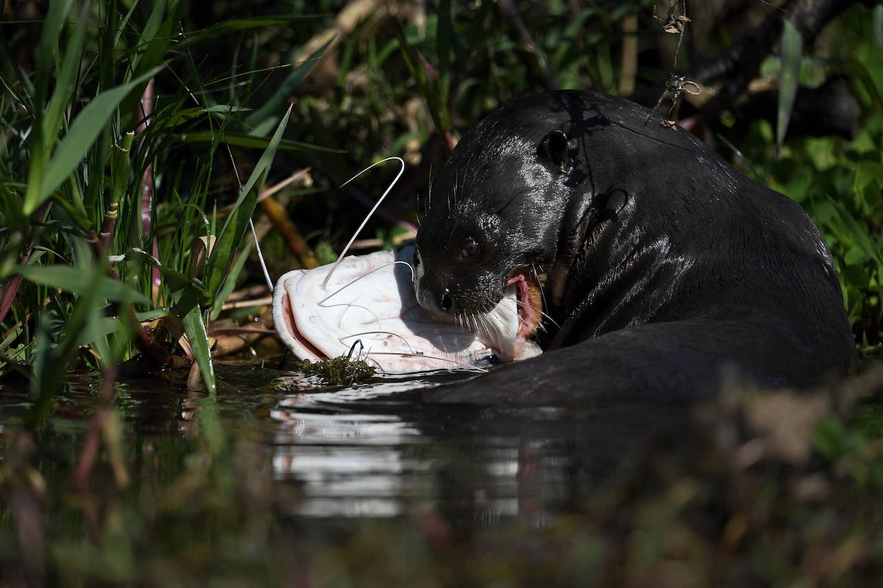 A hairy otter pokes its head out of the water near lush wetlands, biting down on a white catfish it has in its grasp.