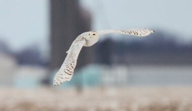 40 species, including snowy owl, added to UN list for greater protections