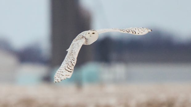 40 species, including snowy owl, added to UN list for greater protections