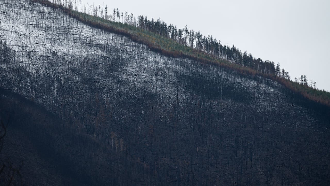 A hillside with waves of burnt trees.