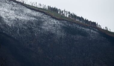 How burying burnt trees after a wildfire could help the climate