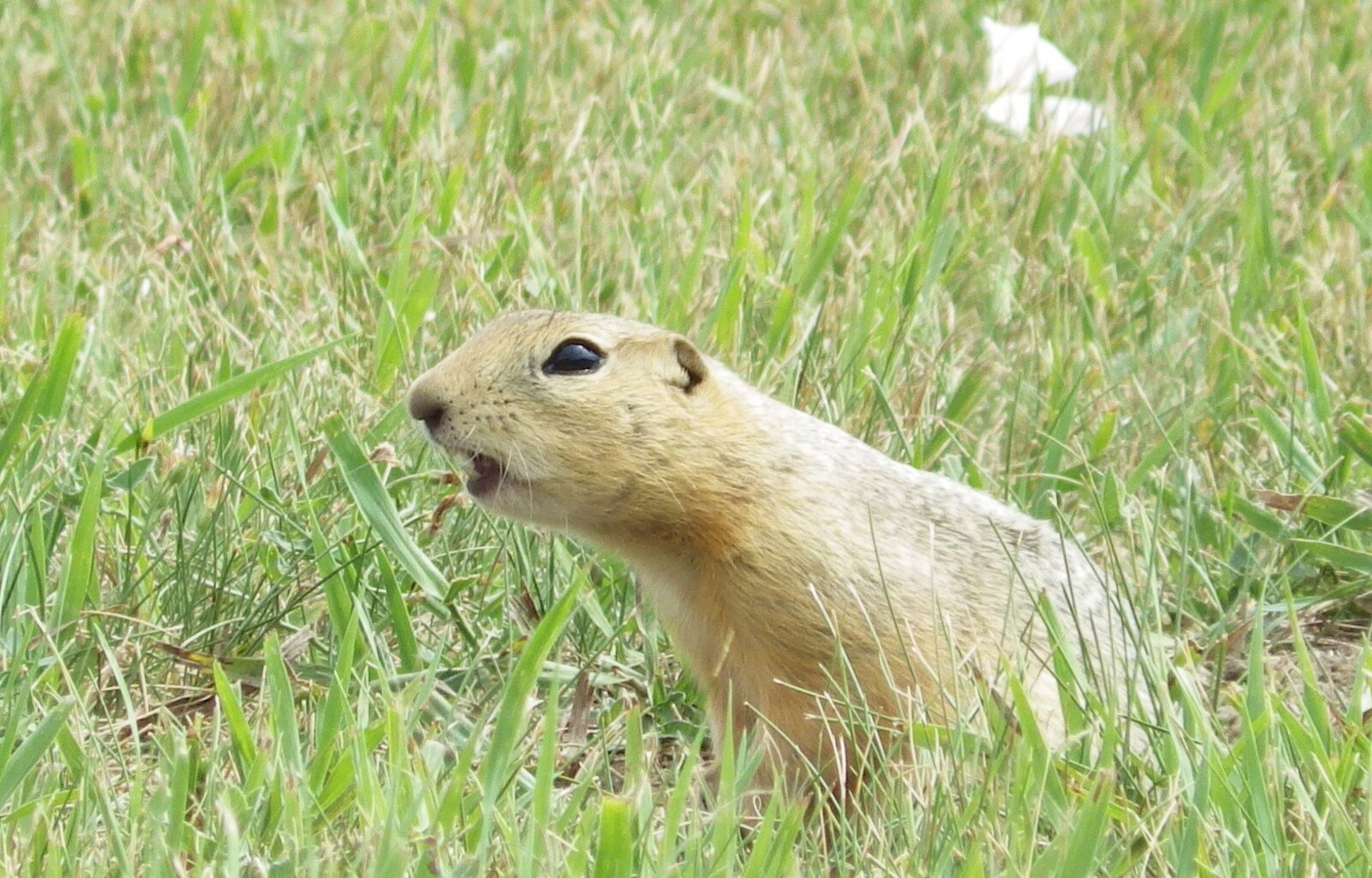 Ottawa allows temporary use of gopher poison in Alberta, Saskatchewan – Winnipeg Free Press