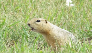 Ottawa allows temporary use of gopher poison in Alberta, Saskatchewan – Winnipeg Free Press