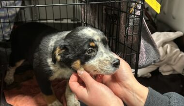 Alberta aims to improve animal safety with tougher penalties, more oversight