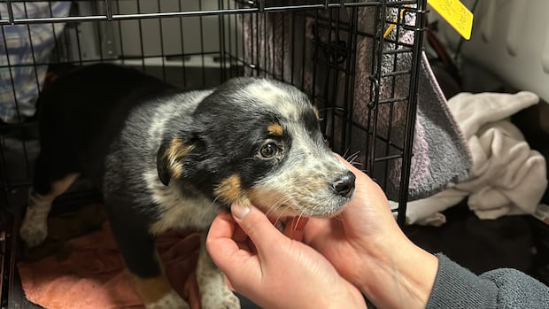 Alberta aims to improve animal safety with tougher penalties, more oversight