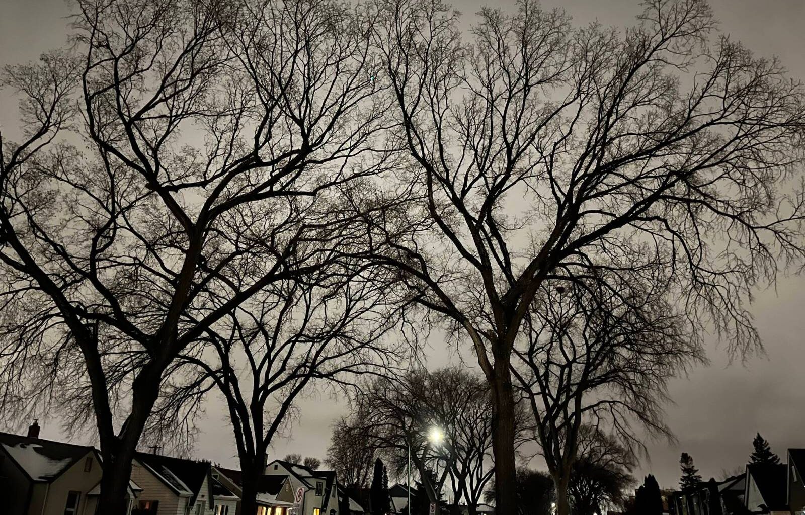 Protecting mature trees should be a priority – Winnipeg Free Press