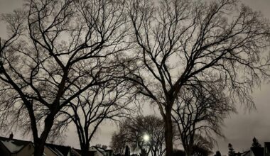 Protecting mature trees should be a priority – Winnipeg Free Press