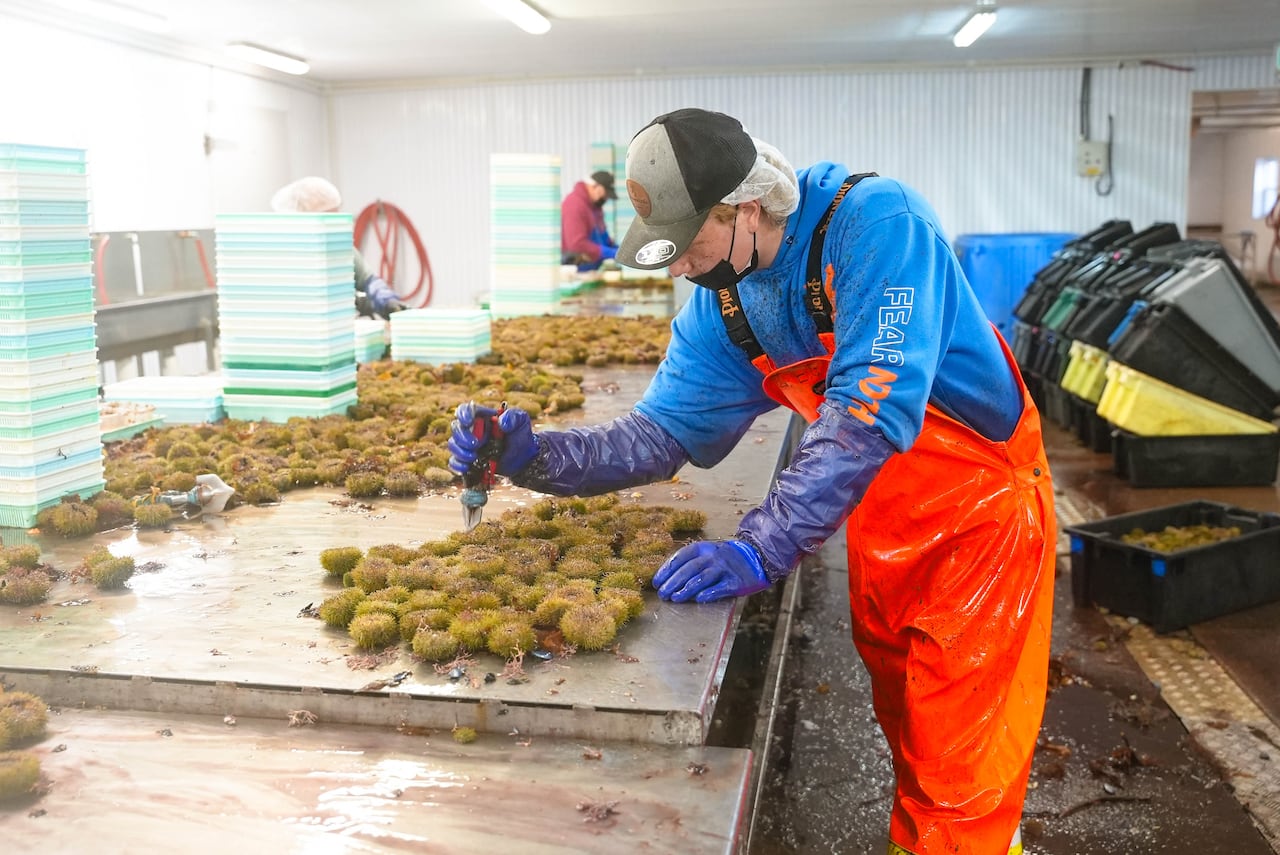 A man with orange. rubber overalls and a blue hoodie uses a special tool on a table of green sea urchins