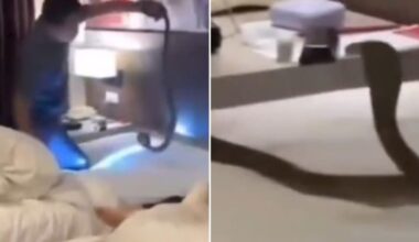 'Why aren't they running?' Couple, cobra and a scary Thailand vacation