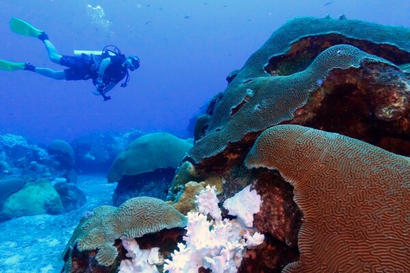Bleached coral sits next to healthy coral during a scuba dive at the Flower Garden Banks National Marine Sanctuary in the Gulf of Mexico, off the coast of Galveston, Texas, Sept. 15, 2023. (AP Photo/LM Otero, File)
