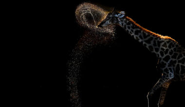 ‘Moment of magic’: S’pore resident’s photo of giraffe near water’s edge wins global award