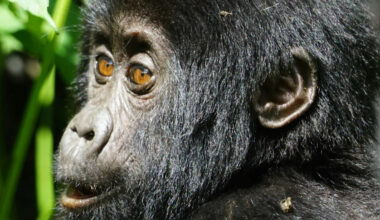 Baby Gorilla Gets Tiny 'Nose Boop' From His Big Sister in Moment of Pure Sweetness