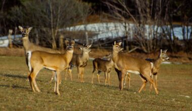 COLUMN: Amid March thaw, deer spill into open fields to feed