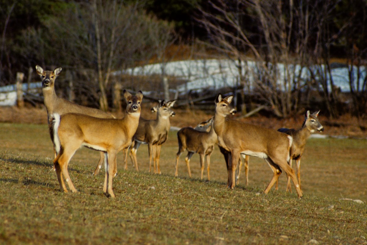 COLUMN: Amid March thaw, deer spill into open fields to feed
