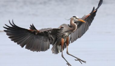 LETTER: Conservation authority merger risks 'diluting' local expertise