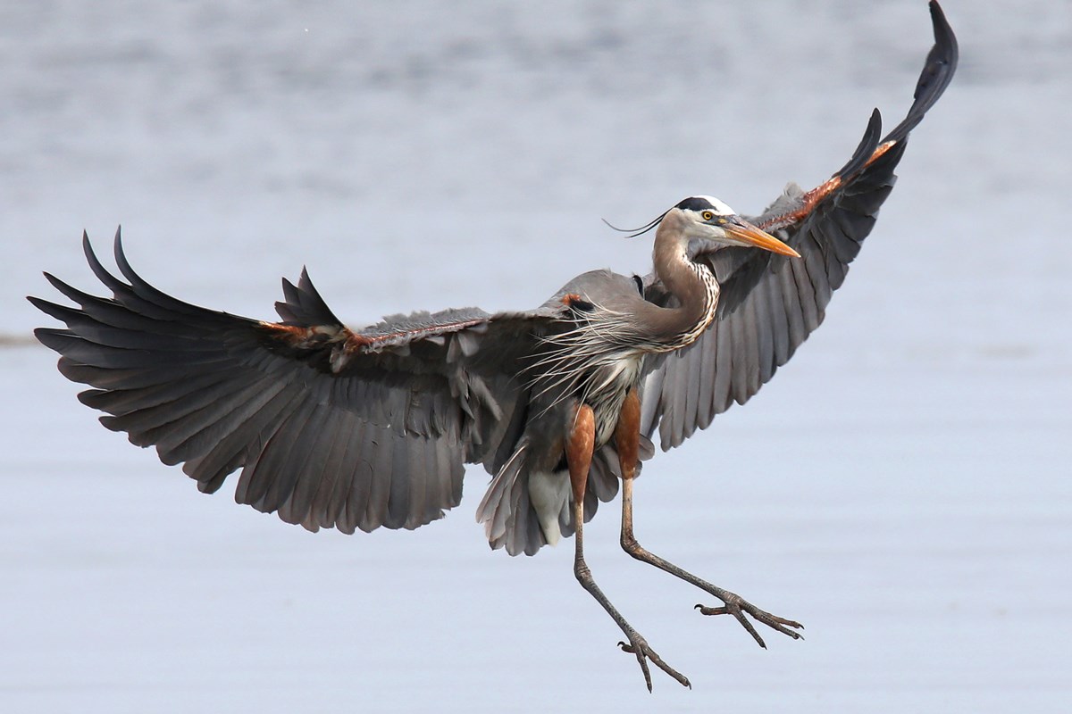 LETTER: Conservation authority merger risks 'diluting' local expertise