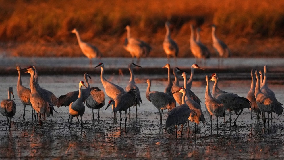 Cranes stand in shallow water as the sun sets.