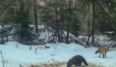 Wildlife photographer captures unique feasting fisher, angry fox image