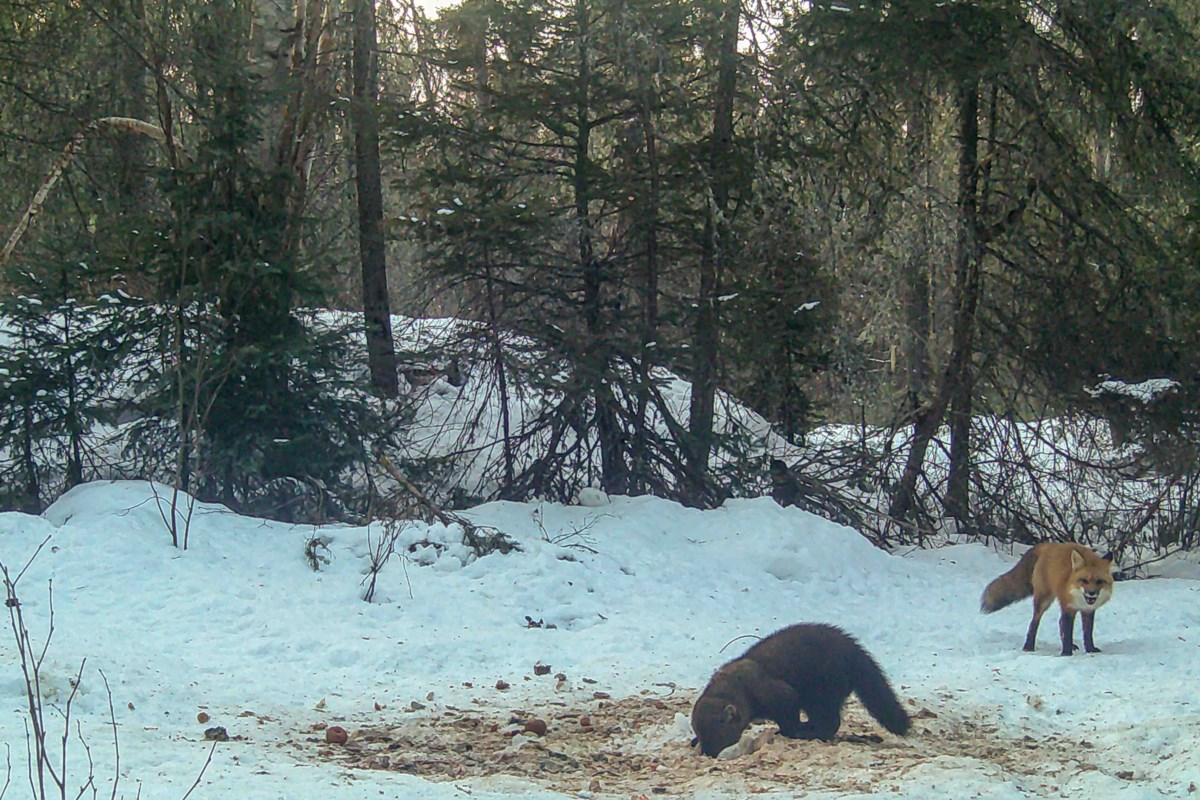 Wildlife photographer captures unique feasting fisher, angry fox image