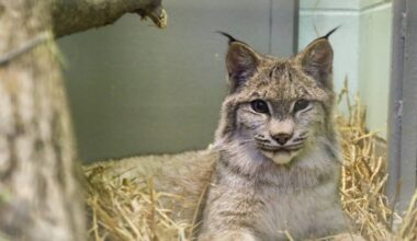 Lumi the lynx begins a new chapter after months of rehabilitation - SteinbachOnline.com