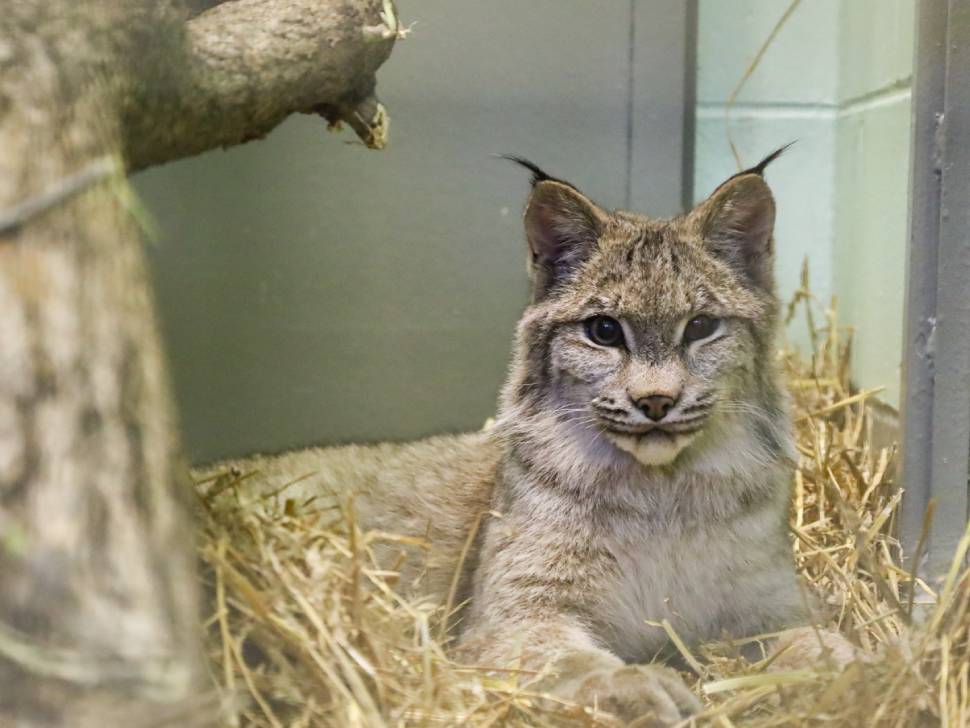 Lumi the lynx begins a new chapter after months of rehabilitation - SteinbachOnline.com