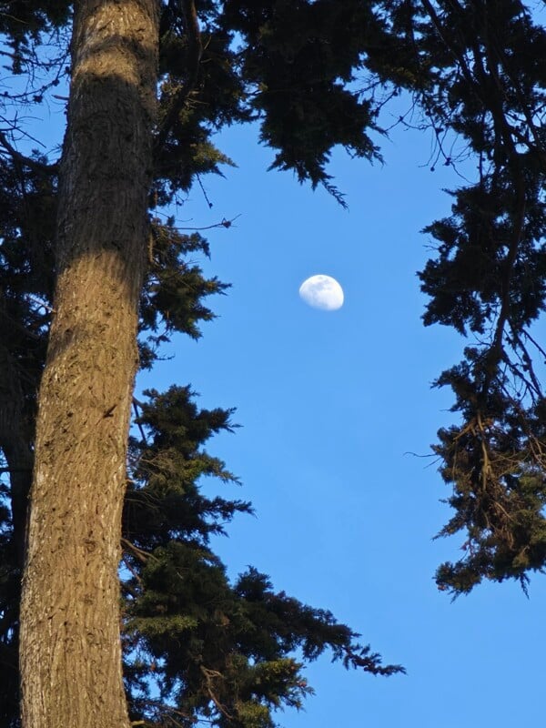 The moon is visible in a clear blue sky, framed by tall tree trunks and dark green pine branches. Sunlight highlights part of the tree bark on the left side of the image.