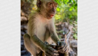 COLUMN: People going bananas for baby macaque online