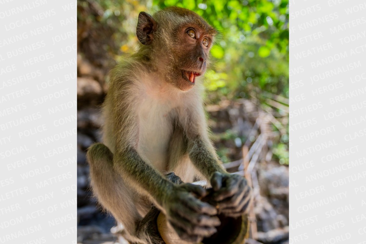 COLUMN: People going bananas for baby macaque online