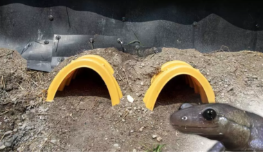York Region's new tunnels help endangered salamanders cross under the road