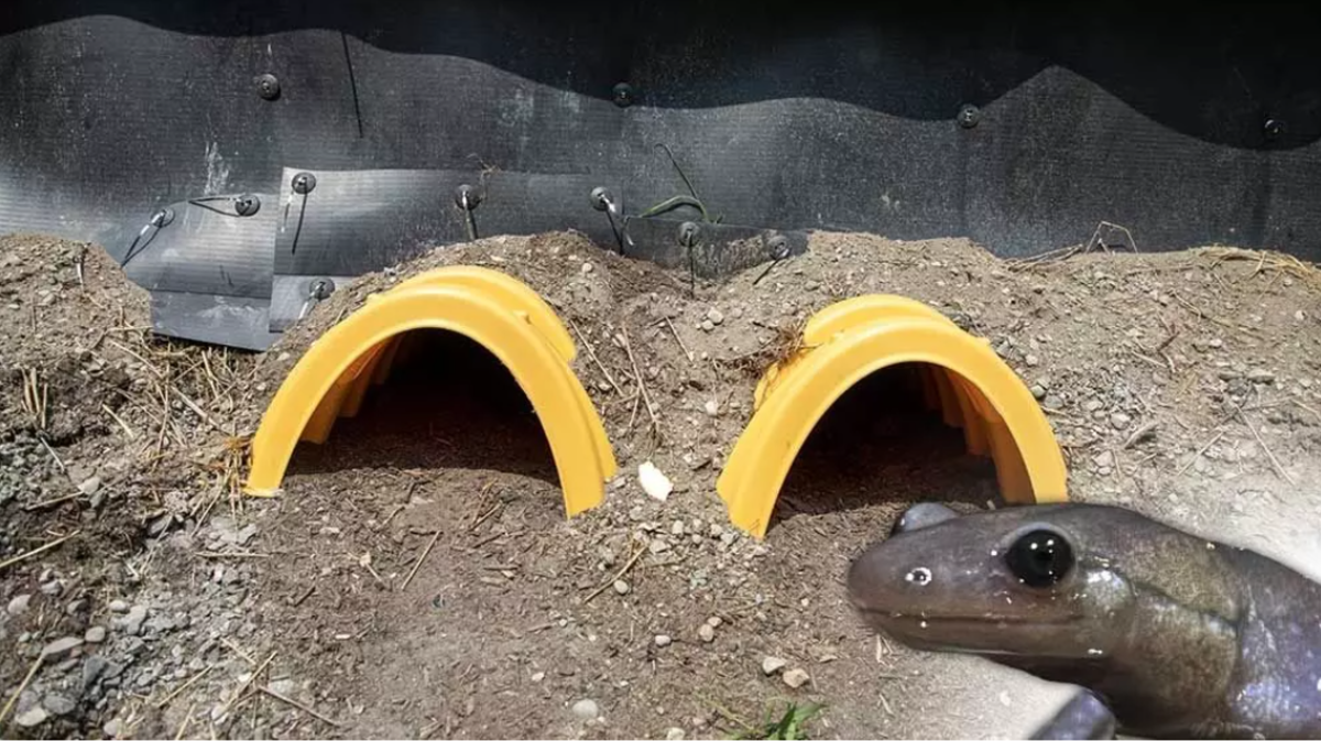 York Region's new tunnels help endangered salamanders cross under the road