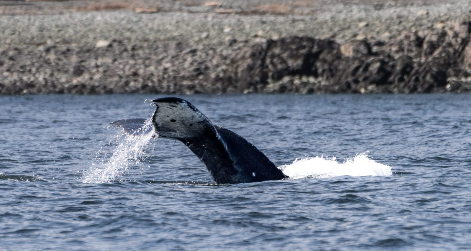 First official humpback whale sighting of the season confirmed off Nanaimo