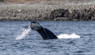 First official humpback whale sighting of the season confirmed off Nanaimo