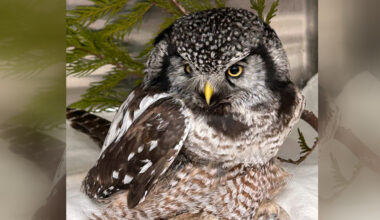 Rare Northern Hawk Owl from Richer recovering after being hit by vehicle - SteinbachOnline.com
