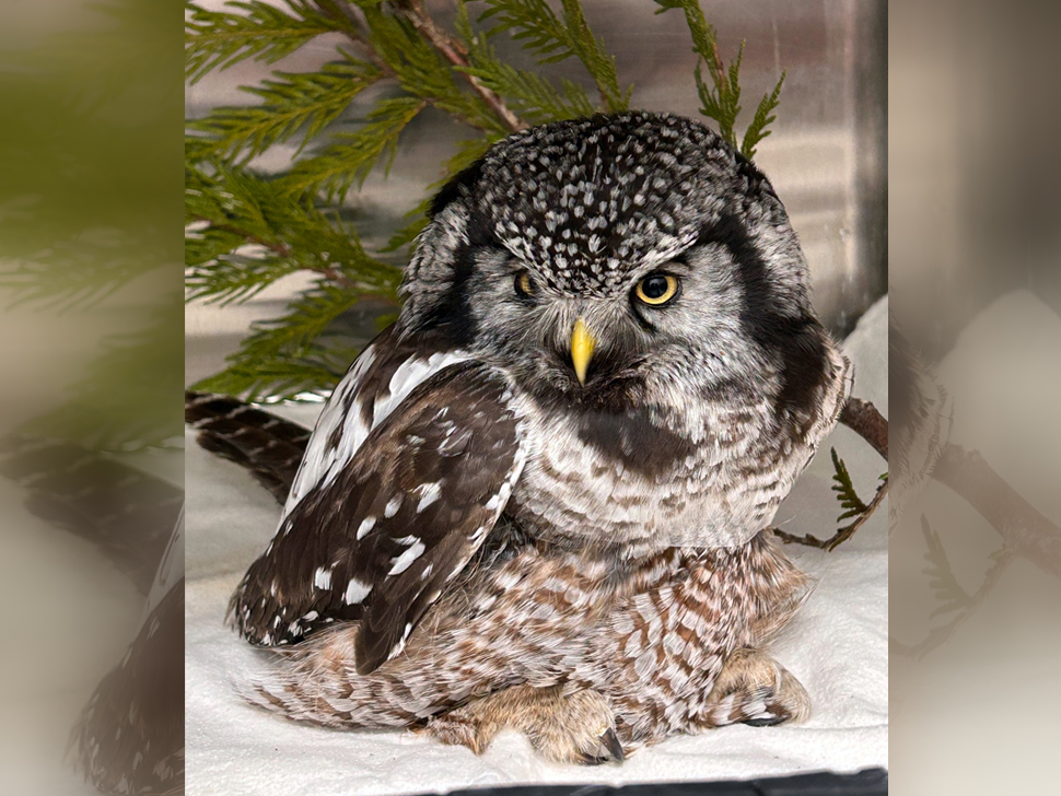 Rare Northern Hawk Owl from Richer recovering after being hit by vehicle - SteinbachOnline.com