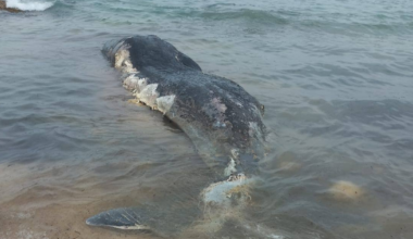 Dead whale washes ashore on Comino