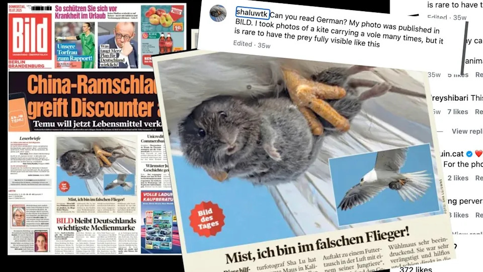  Front cover of German newspaper Bild with image of smiling vole in the talons of an eagle with Instagram comments. 