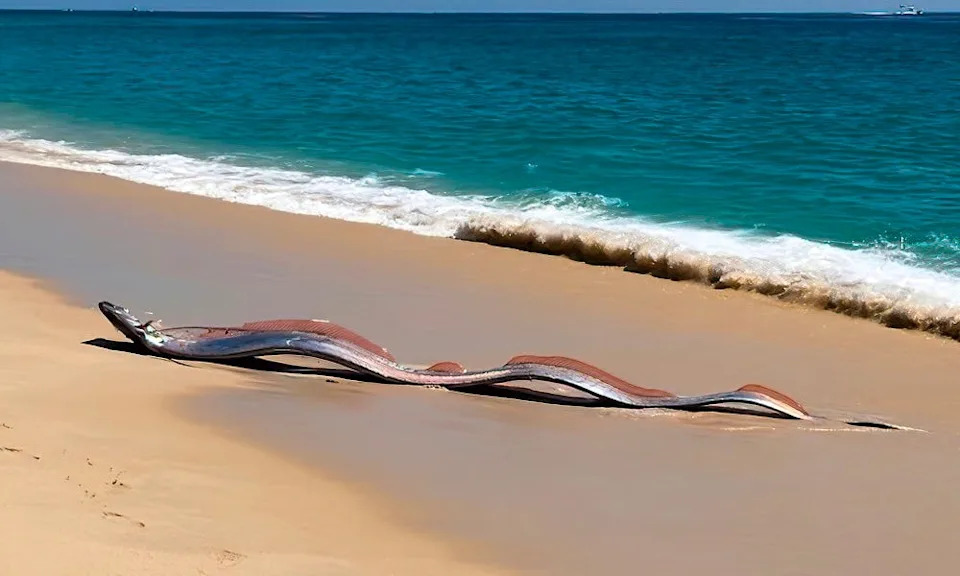 Serpent-like oarfish on beach in Cabo.
