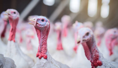 Britain launches bird flu vaccine trials in turkeys