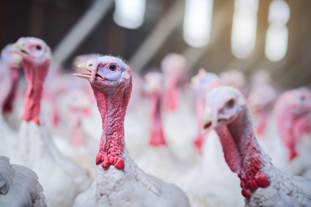Britain launches bird flu vaccine trials in turkeys