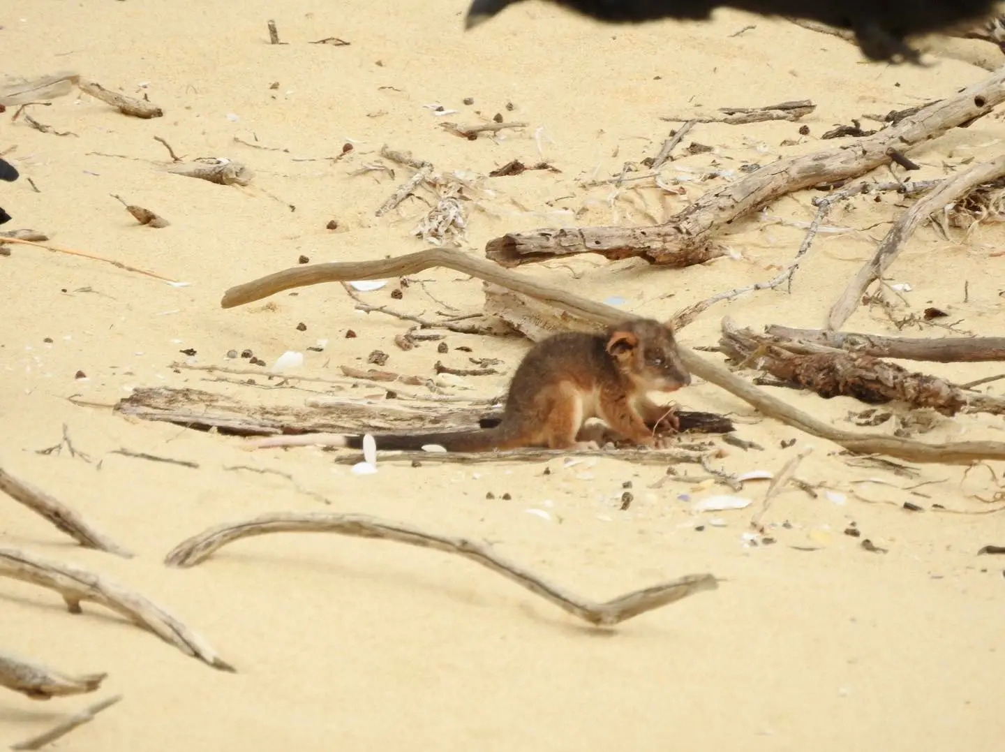 The possum on its own on the sand.