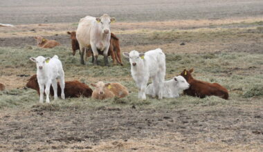 A cow-calf herd with white and brown cattle resting on dry pasture as a clinical trial tests whether bovine coronavirus vaccine reduces respiratory disease in nursing beef calves. Photo: file