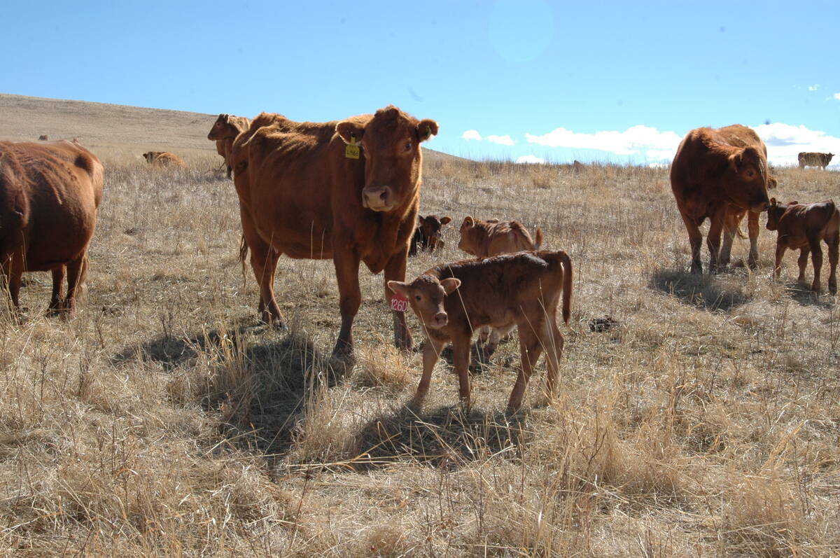 Beef cows and nursing calves on open rangeland where bovine respiratory disease remains the most common cause of death in calves older than three weeks.  Photo: file
